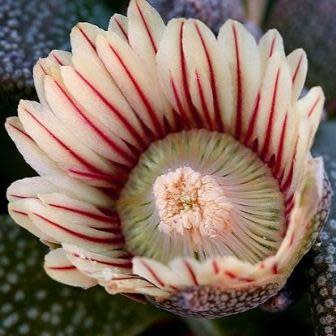 Aloinopsis rubrolineata - 10 Seed Pack - Image 8