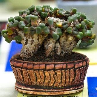 Aloinopsis schooneesii - 10 Seeds