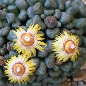 Aloinopsis schooneesii - 10 Seeds - Image 2