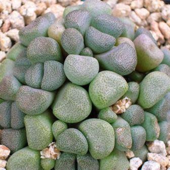 Aloinopsis schooneesii - 10 Seeds - Image 3