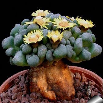 Aloinopsis schooneesii - 10 Seeds - Image 4