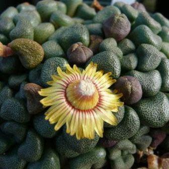 Aloinopsis schooneesii - 10 Seeds - Image 5