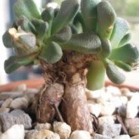 Aloinopsis schooneesii - 10 Seeds - Image 6