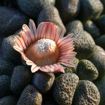 Aloinopsis schooneesii - 10 Seeds - Image 7