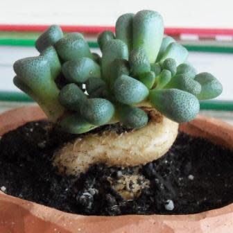 Aloinopsis schooneesii - 10 Seeds - Image 8
