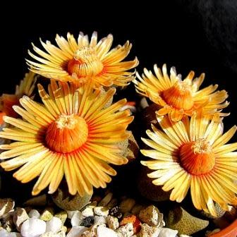 Aloinopsis schooneesii - 10 Seeds - Image 9
