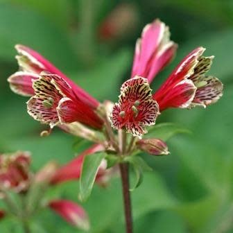 Alstroemeria psittacina - Inca Lily, Parrot Lily - 10 Seed Pack - Image 2