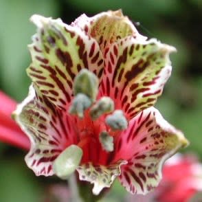 Alstroemeria psittacina - Inca Lily, Parrot Lily - 10 Seed Pack - Image 6