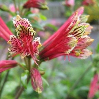 Alstroemeria psittacina - Inca Lily, Parrot Lily - 10 Seed Pack - Image 7
