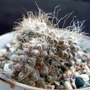 Anacampseros albidiflora (Anacampseros newbrownii) - 5 Seed Pack