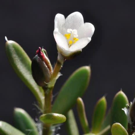 Anacampseros australiana - 5 Seed Pack