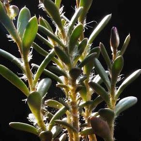 Anacampseros australiana - 5 Seed Pack - Image 2