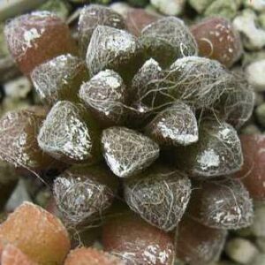 Anacampseros namaquensis - 5 Seed Pack
