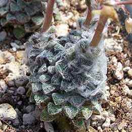 Anacampseros retusa - 5 Seed Pack - Image 2