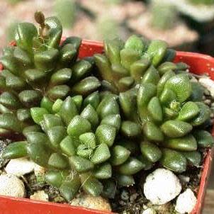 Anacampseros retusa - 5 Seed Pack - Image 3