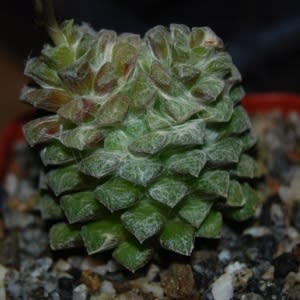 Anacampseros retusa - 5 Seed Pack - Image 4