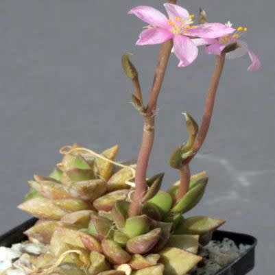 Anacampseros retusa - 5 Seed Pack - Image 5