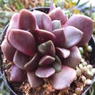 Anacampseros rufescens - 5 Seed Pack