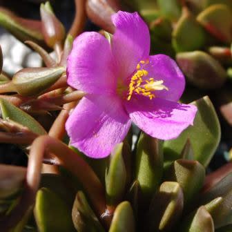 Anacampseros rufescens - 5 Seed Pack - Image 2