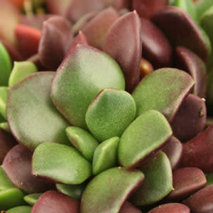 Anacampseros rufescens - 5 Seed Pack - Image 3