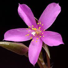 Anacampseros rufescens - 5 Seed Pack - Image 4