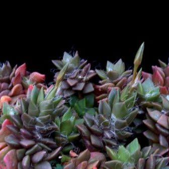 Anacampseros rufescens - 5 Seed Pack - Image 5