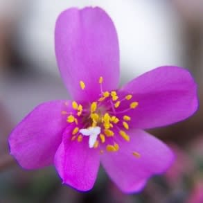 Anacampseros rufescens - 5 Seed Pack - Image 6