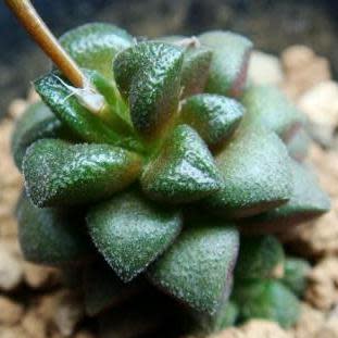 Anacampseros subnuda - 5 Seed Pack