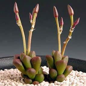 Anacampseros subnuda - 5 Seed Pack - Image 3
