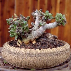 Anacampseros telephiastrum - Gemsboksuring - 5 Seed Pack - Image 2
