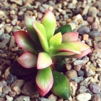 Anacampseros telephiastrum - Gemsboksuring - 5 Seed Pack - Image 3