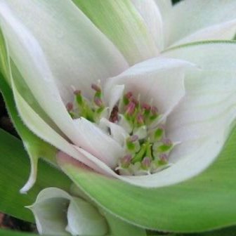 Colchicum capense ssp. ciliolatum (Androcymbium ciliolatum) - White Meninaboat; Kokerdoosblom - 5 Seed Pack - Image 2