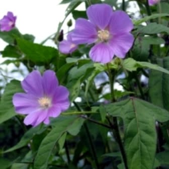Anoda cristata - Spurred Anoda, Crested Anoda, Violettas - 5 Seed Pack