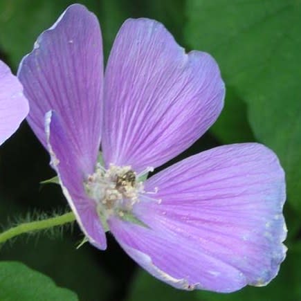 Anoda cristata - Spurred Anoda, Crested Anoda, Violettas - 5 Seed Pack - Image 2