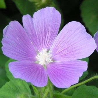Anoda cristata - Spurred Anoda, Crested Anoda, Violettas - 5 Seed Pack - Image 3