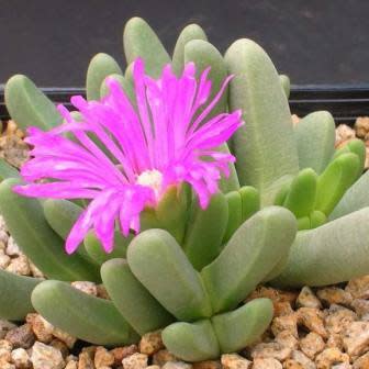 Antegibbaeum fissoides - 5 Seed Pack