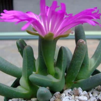 Antegibbaeum fissoides - 5 Seed Pack - Image 2