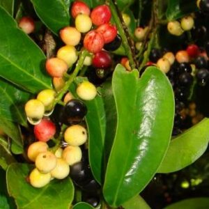 Antidesma vogelianum - 5 Seed Pack