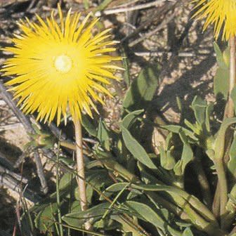 Apatesia helianthoides - 5 Seed Pack