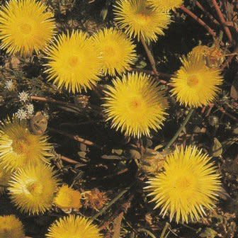 Apatesia sabulosa - 5 Seed Pack