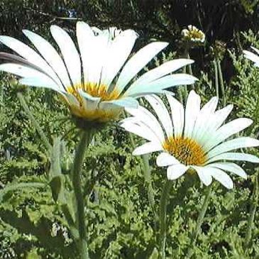 Arctotis aspera - 5 Seed Pack