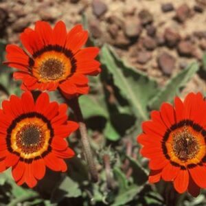 Arctotis gumbletonii - African Daisy - 5 Seed Pack
