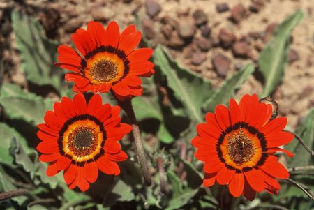 Arctotis gumbletonii - African Daisy - 5 Seed Pack