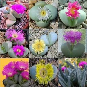 Argyroderma Mixed Species -10 Seed Pack