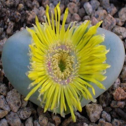 Argyroderma crateriforme - 10 Seed Pack
