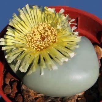 Argyroderma crateriforme - 10 Seed Pack - Image 2