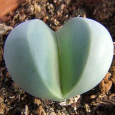 Argyroderma crateriforme - 10 Seed Pack - Image 3