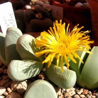 Argyroderma crateriforme - 10 Seed Pack - Image 4
