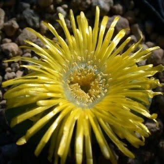 Argyroderma crateriforme - 10 Seed Pack - Image 5