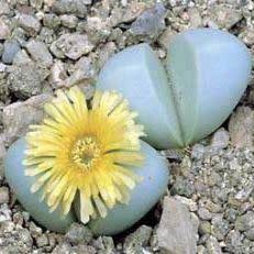 Argyroderma delaettii-aureum - 10 Seed Pack